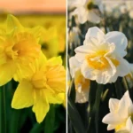 Mix Narcisi Box 20 Bulbi