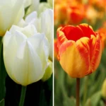 Mix Tulipani Bianchi e Arancio – Box 30 Bulbi