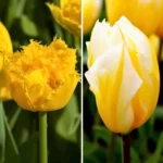 Mix Tulipani Gialli - Box 30 bulbi