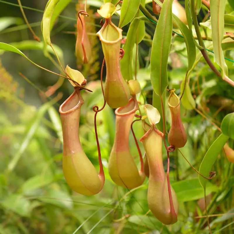 Nepenthes Alata