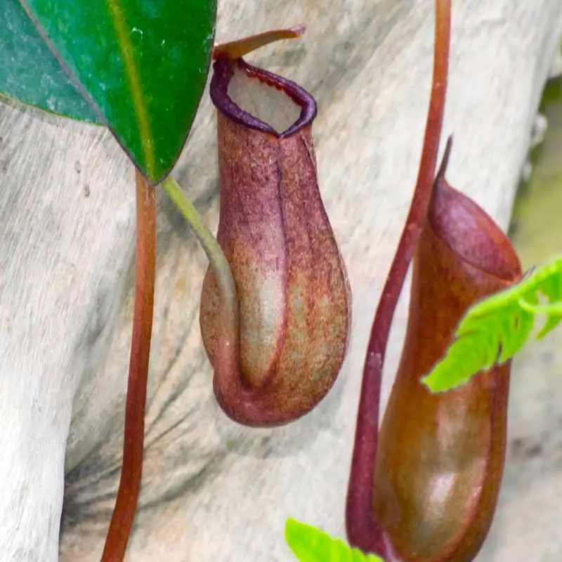 Nepenthes Rebecca Soper