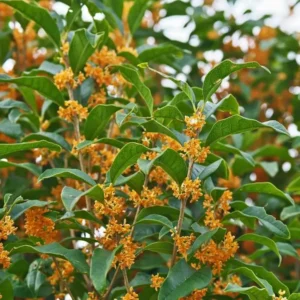 Osmanthus fragrans Aurantiacus