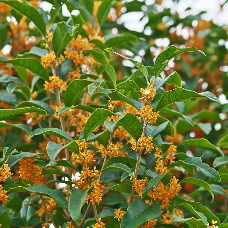Osmanthus fragrans Aurantiacus