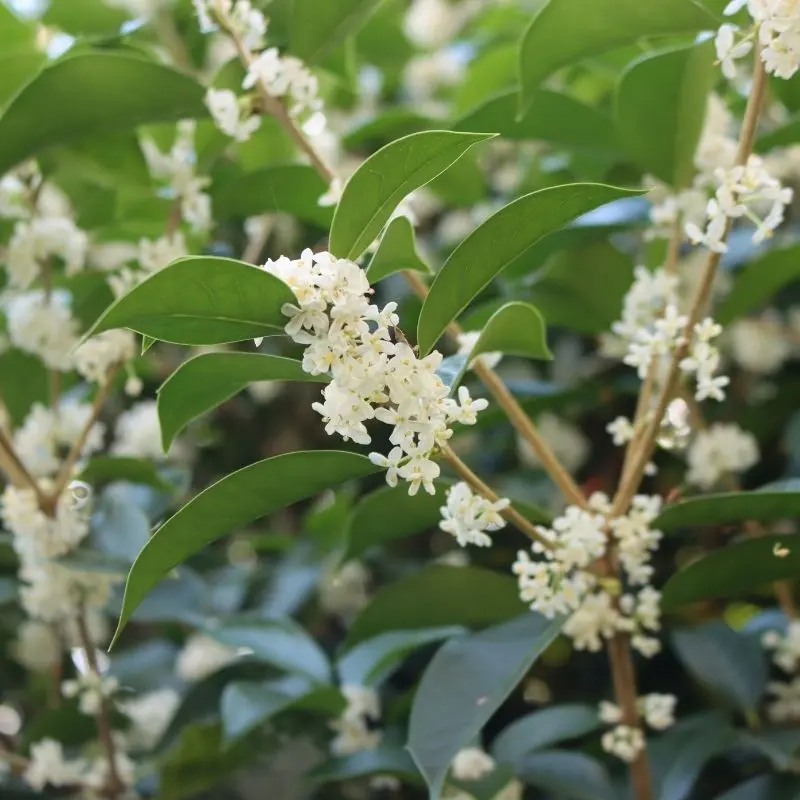 Osmanthus fragrans fiore bianco