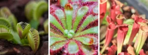 Piante carnivore
