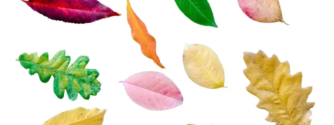 Tipi di Foglie