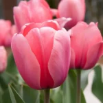 Tulipano Pink Impression