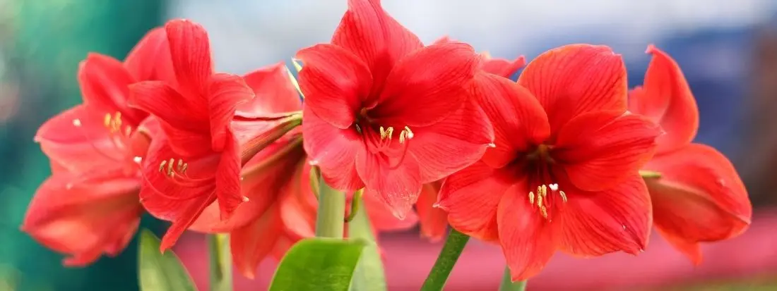Amaryllis, pianta bulbosa dalla fioritura invernale