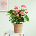 Anthurium Rosa - Anthurium andraeanum basket naturale