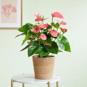 Anthurium Rosa - Anthurium andraeanum basket naturale
