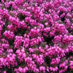 Erica darleyensis 'Kramer's Rote'
