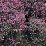 Erica darleyensis 'Kramer's Rote' pianta