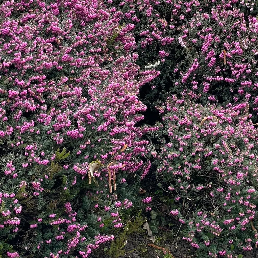 Erica darleyensis 'Kramer's Rote' pianta