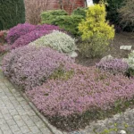 Erica darleyensis fiorita