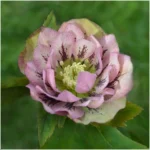 Helleborus orientalis Double Ellen Pink