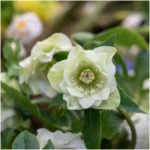 Helleborus orientalis Double Ellen White