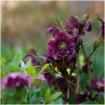 Helleborus orientalis Hello Red