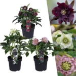 Helleborus orientalis MIX