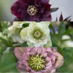 Helleborus orientalis MIX fiori