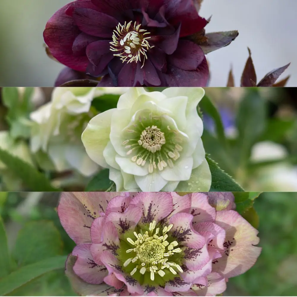 Helleborus orientalis MIX fiori