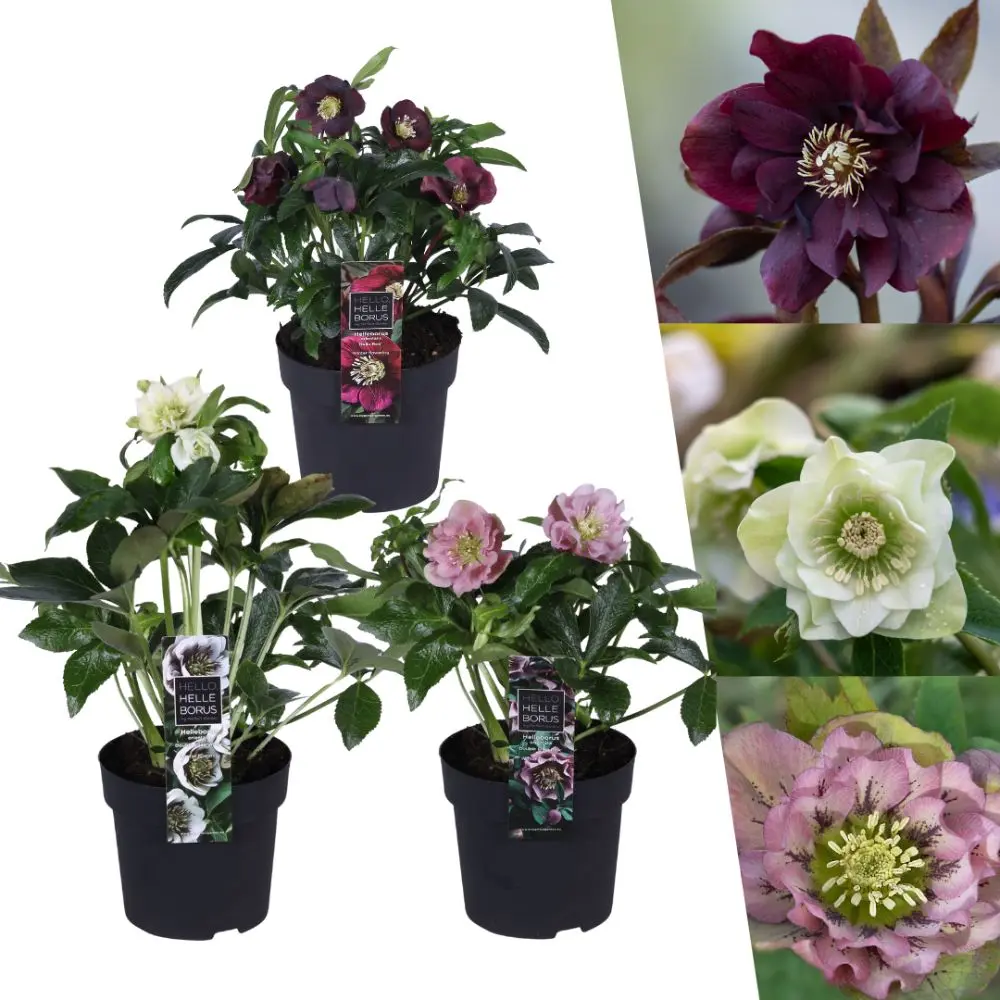 Helleborus orientalis MIX