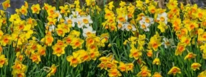 Narcisi fiori