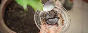 Quali Piante Non Concimare con i Fondi di Caffè