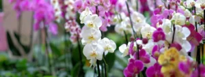 come curare le orchidee