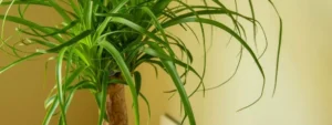 pianta mangiafumo