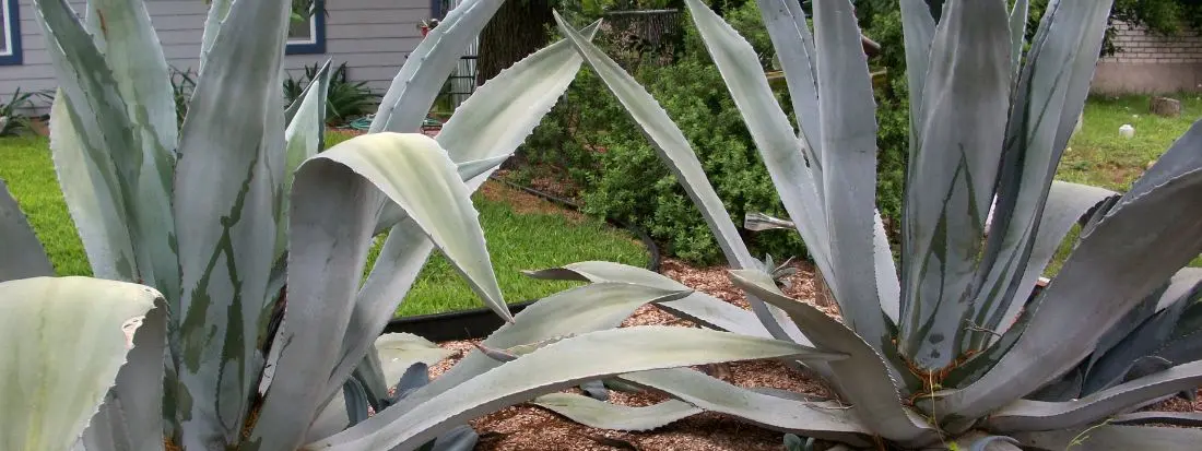 6 Piante Grasse da Esterno Perenni