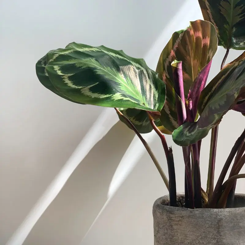 Esposizione Calathea Medaillon