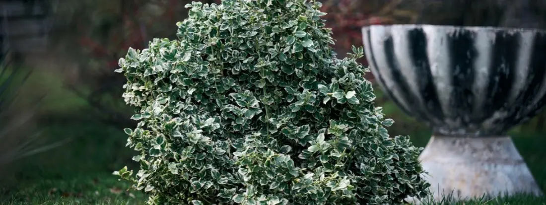 Piante Sempreverdi da Giardino Basse