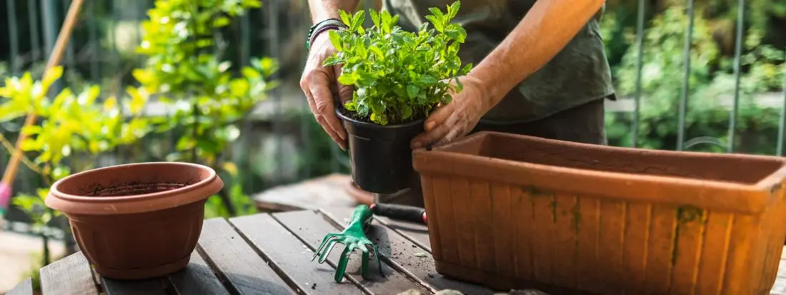 Rinvasare le Piante Appena Comprate