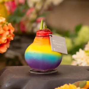 amaryllis cera Arcobaleno 1 stage