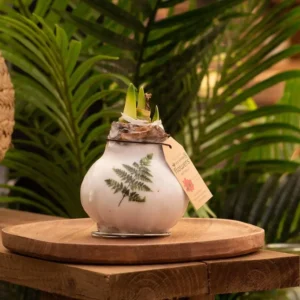 amaryllis cera Botanical Felce 1 stage