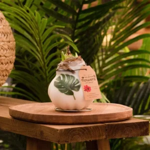 amaryllis cera Botanical Monstera 1 stage