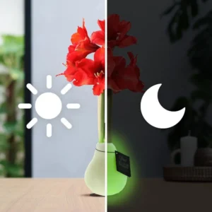 amaryllis cera Glowz 1 stage