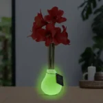 amaryllis cera Glowz