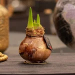 amaryllis cera Jupiter marrone 1 stage