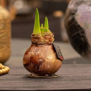 amaryllis cera Jupiter marrone 1 stage