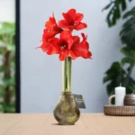 amaryllis cera Jupiter marrone
