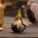 amaryllis cera Jupiter nero 1 stage