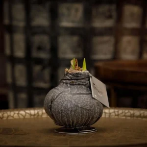 amaryllis cera Marble nero 1 stage