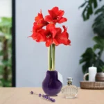 amaryllis cera Parfumz lavanda