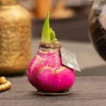 amaryllis cera Saturnus rosa 1 stage