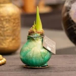 amaryllis cera Saturnus verde 1 stage