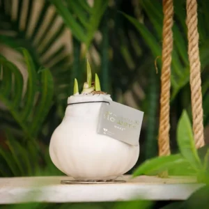 amaryllis cera colours bianco 1 stage