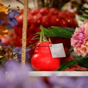 amaryllis cera colours rosso 1 stage