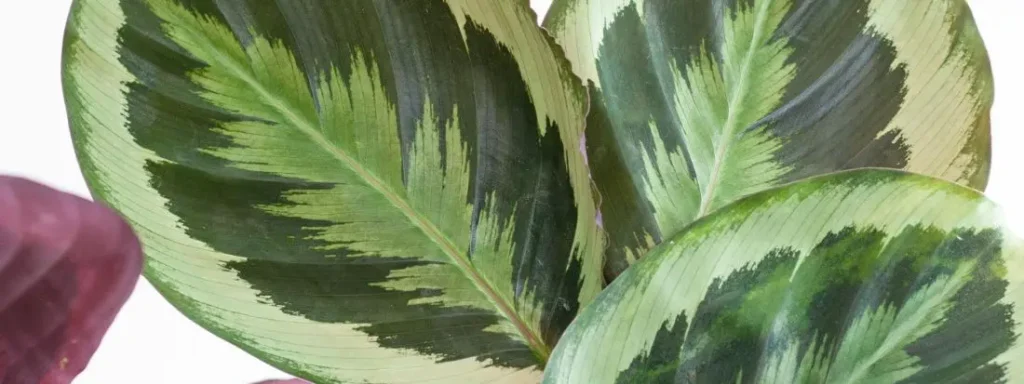 calathea