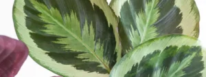 calathea